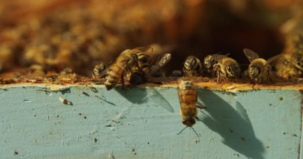色とりどりのカラフルなハイブ蜂 自家製の蜂を作るハニカム 勤勉のための蜂蜜を抽出します コンセプト 黄色の黄金のハニカム 新鮮な蜂蜜 天然物 ミツバチの繁殖群 — ストック動画