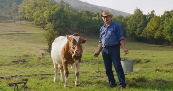 Ένας Αγρότης Εκτρέφει Και Αγελάδες Αγελάδα Του Χαρακτήρα Σύμφωνα Τις — Αρχείο Βίντεο