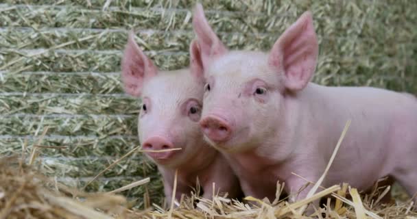 Schwein Niedliches Neugeborenes Steht Auf Einer Rasenfläche Konzept Der Biologischen — Stockvideo