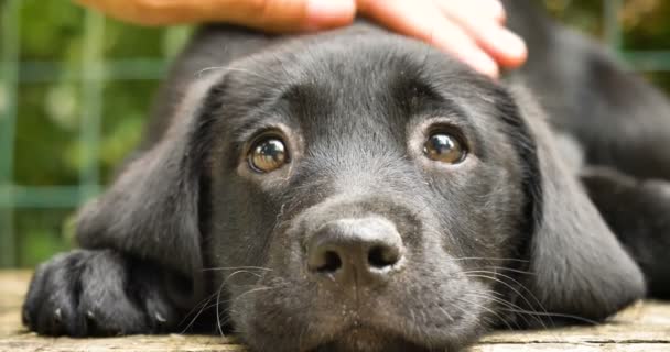 Vacker Svart Labrador Sitter Gräs Hand Strök Hund Natur Bakgrund — Stockvideo