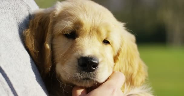 Hermoso Golden Retriever Sienta Hierba Jugando Corriendo Agitando Cola Cámara — Vídeo de stock