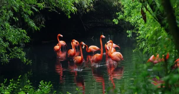 粉红火烈鸟许多粉红火烈鸟站在白湖岸边的地面上 在树荫下的一条腿上的粉红色火烈鸟 — 图库视频影像