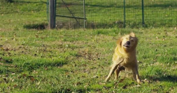 Hermoso Golden Retriever Sienta Hierba Jugando Corriendo Agitando Cola Cámara — Vídeos de Stock