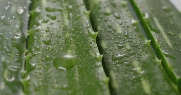 Composição Aloe Vera Conceito Creme Beleza Derivado Aloés Medicina Natural — Vídeo de Stock