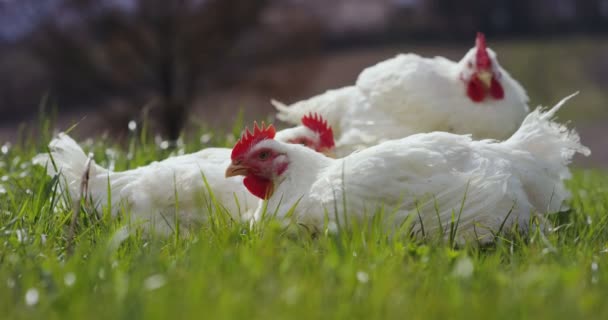 鸡住在农村 一边吃东西 一边享受户外的生活 在背景中清理着山 — 图库视频影像