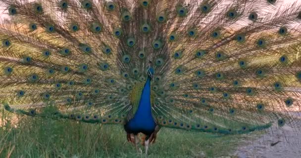 Large Pheasant Beautiful Peacock Walks Field Beautiful Large Lush Feathers — Stock Video