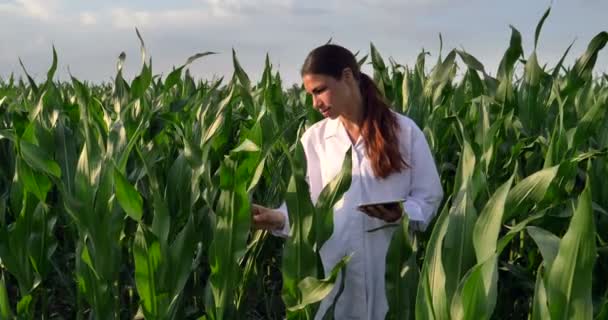 Video Mujer Agricultora Revisando Hojas Maíz Verde Campo Aire Libre — Vídeos de Stock