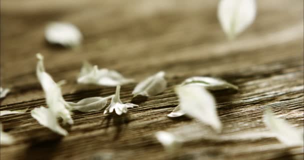 Cámara Lenta Vídeo Vuelo Floral Hojas Pequeñas Superficie Madera — Vídeo de stock