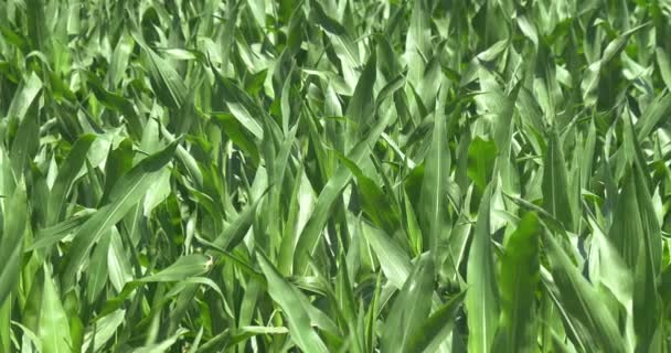 Een Plant Specialist Controleren Het Veld Soja Een Witte Jas — Stockvideo