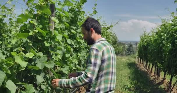 Portrait Agriculteur Détend Dans Caméra Regarde Vérifie Les Champs Raisins — Video