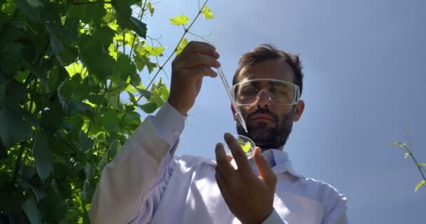 Especialista Plantas Verifica Campos Uva Leva Folha Umidade Casaco Branco — Vídeo de Stock