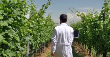 Bitkiler için uzman üzüm alanları denetler, nem yaprak, beyaz bir ceket, bir arka plan yeşil kavram ekoloji, şarap, bio ürün, muayene, su, doğal ürünler, profesyonel alır