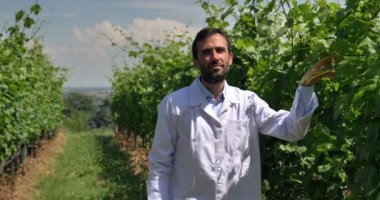 Bitkiler için uzman üzüm alanları denetler, nem yaprak, beyaz bir ceket, bir arka plan yeşil kavram ekoloji, şarap, bio ürün, muayene, su, doğal ürünler, profesyonel alır