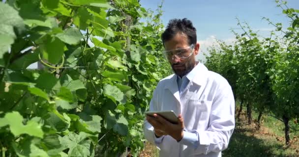 专业的植物 检查葡萄田 采取水分叶 在白色外套 绿色概念生态的背景 葡萄酒 生物制品 天然产品 — 图库视频影像