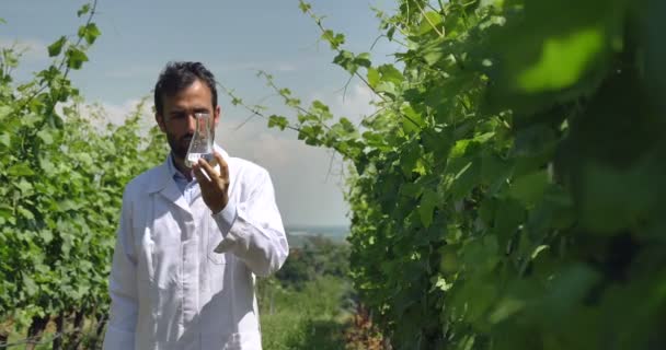 Специалист Растениям Проверяет Виноградные Поля Берет Лист Влаги Белом Халате — стоковое видео