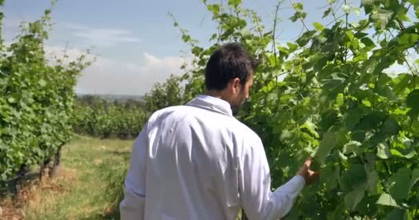 Ειδικός Για Φυτά Ελέγχει Πεδία Σταφυλιών Παίρνει Την Υγρασία Φύλλα — Αρχείο Βίντεο