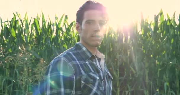 Video Rallentatore Dell Agricoltore Nella Piantagione Mais Con Riflessi Lenti — Video Stock