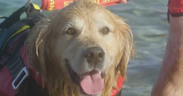 Salvavidas Golden Retriever Perro Traje Rojo Mar — Vídeos de Stock