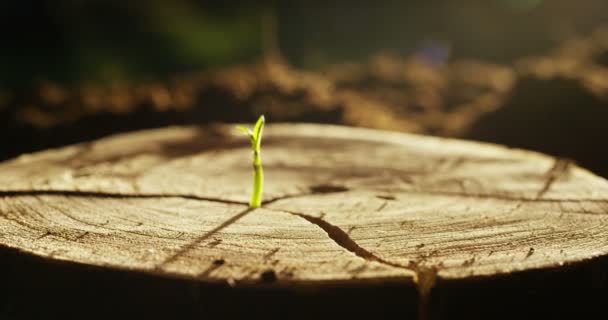 Crecimiento Planta Pequeña Tocón Árbol Video Cámara Lenta — Vídeos de Stock