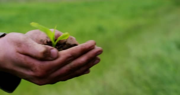 Vídeo Câmera Lenta Mãos Pessoa Segurando Solo Com Planta Minúscula — Vídeo de Stock