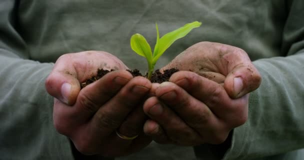 Lassított Videó Személy Kezében Gazdaság Talaj Föld Növekvő Apró Növény — Stock videók