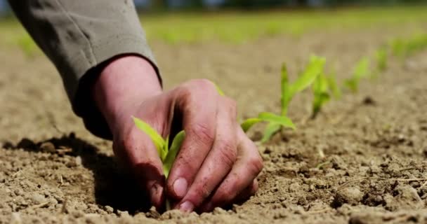 Winzige Grüne Pflanze Die Boden Wächst Video Vom Menschen Beim — Stockvideo
