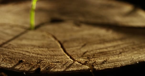 木の切り株 スローモーション映像で小さな植物の成長 — ストック動画