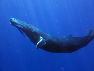 Bir çift mavi okyanus (deniz) Onlar yüzüyor iken balina portresi. Konsept: Doğa, tatil, seyahat