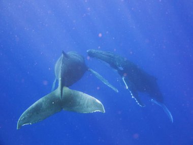 Bir çift mavi okyanus (deniz) Onlar yüzüyor iken balina portresi. Konsept: Doğa, tatil, seyahat
