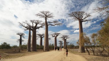 Madagaskar, baobabs, sonsuz çakıl yollarda ve Afrika nehir yeşil alanların havadan görünümü. Kavramı: tatil, seyahat, macera, safari ve Afrika