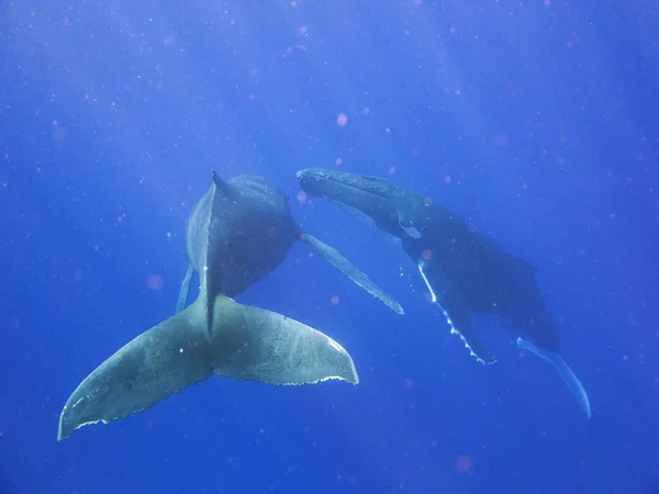 Potret Sepasang Paus Saat Mereka Sedang Berenang Laut Biru Sea — Stok Foto