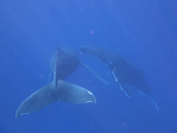 Portrait Couple Whales While Swimming Blue Ocean Sea Concept Nature — Stock Photo, Image