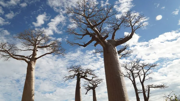 Vista Aérea Campos Verdes Madagáscar Baobás Estradas Intermináveis Cascalho Rios — Fotografia de Stock