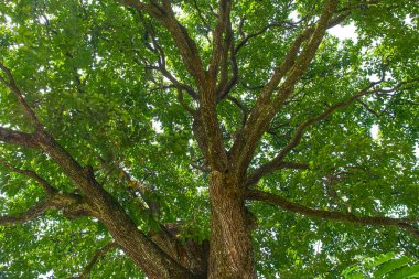 Brezilya fındık ağacı görünümü