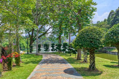 Perdana Botanik Bahçesi ficus microcarpa altın görünümü Kuala Lumpur, Malezya