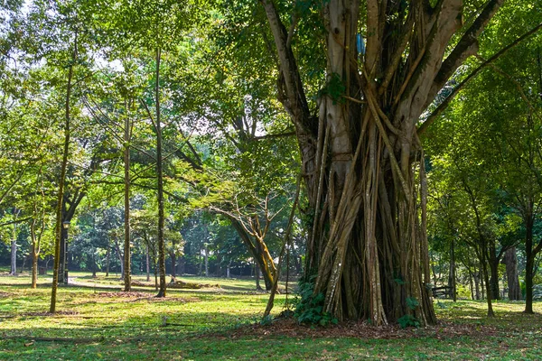 Perdana Botanical Garden view in Kuala Lumpur, Malaysia