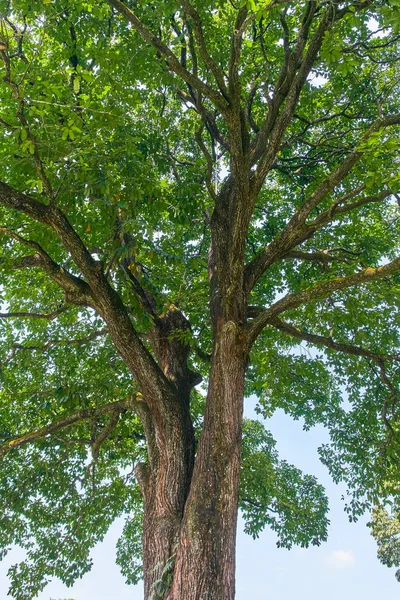 Brasilianische Nußbaum Ansicht — Stockfoto