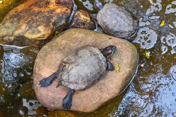 Tartaruga Está Descansando Tom Ensolarado — Fotografia de Stock