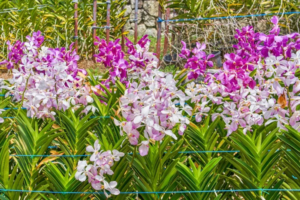 Blick Auf Den Orchideengarten Kuala Lumpur Malaysia — Stockfoto