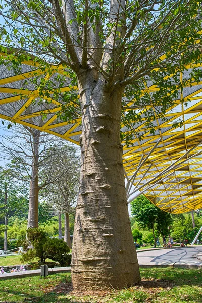 Laman Perdana Унікальний Moden Конструкція Даху Величних Дерев Adansonia Також — стокове фото