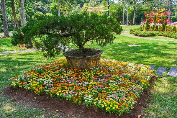 Jardin Botanique Perdana Fleurs Avec Vue Sur Les Bonsaïs Kuala — Photo