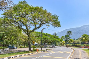 Taiping Lake Gardens veya Taman Tasik, Malezya boyunca uzun dallar ile eski ağaç