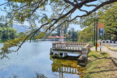 Taiping Lake Gardens veya Taman Tasik, Malezya boyunca uzun dallar ile eski ağaç