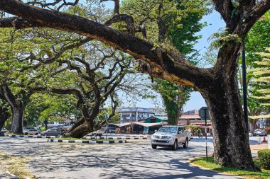 Taiping Lake Gardens veya Taman Tasik, Malezya boyunca uzun dallar ile eski ağaç