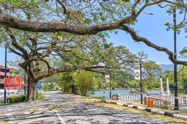 Taiping, Malezya - 12 Şubat 2018: Eski ağaç uzun dallar boyunca Taiping Lake Gardens veya Taman Tasik, Malezya