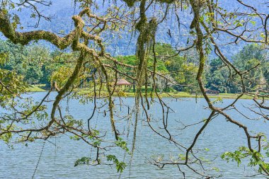 Taiping Lake Gardens veya Taman Tasik, Malezya boyunca uzun dallar ile eski ağaç