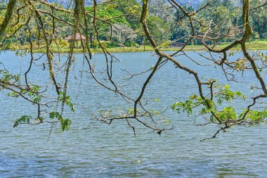 Taiping Lake Gardens veya Taman Tasik, Malezya boyunca uzun dallar ile eski ağaç