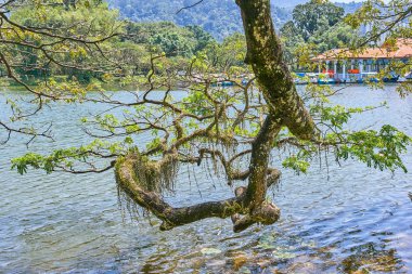 Taiping Lake Gardens veya Taman Tasik, Malezya boyunca uzun dallar ile eski ağaç