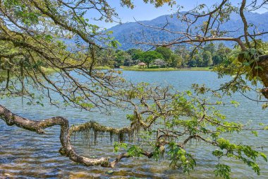 Taiping Lake Gardens veya Taman Tasik, Malezya boyunca uzun dallar ile eski ağaç