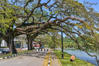 Taiping Lake Gardens veya Taman Tasik, Malezya boyunca uzun dallar ile eski ağaç